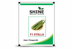 Ridge Gourd-Stella F1(10 gm)